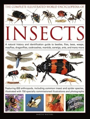 Complete Illustrated World Encyclopedia of Insects 1