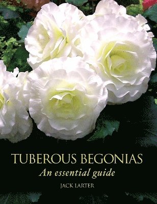 Tuberous Begonias 1