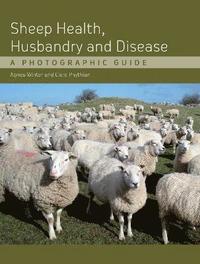 bokomslag Sheep Health, Husbandry and Disease