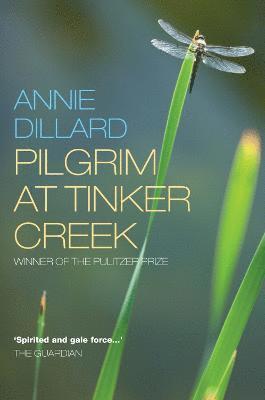 bokomslag Pilgrim at Tinker Creek