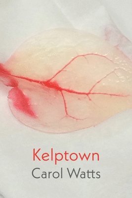 Kelptown 1