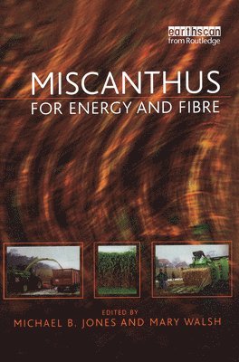 Miscanthus 1