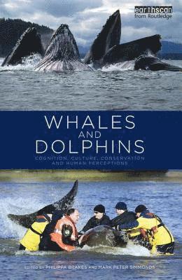 Whales and Dolphins 1