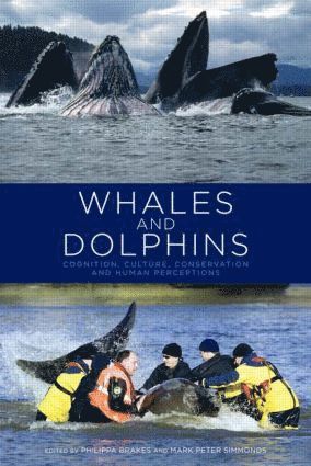 Whales and Dolphins 1