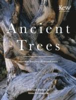 bokomslag Ancient Trees
