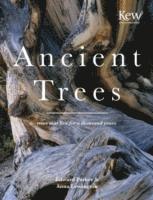 Anna Lewington - Ancient Trees, Inbunden