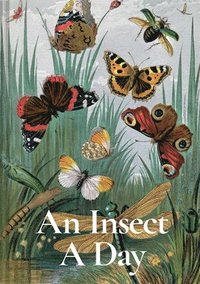 bokomslag An Insect A Day: Volume 6