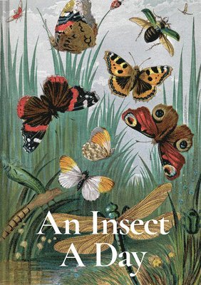 Dominic Couzens, Gail Ashton - Insect A Day, Inbunden