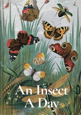 An Insect A Day: Volume 6 1