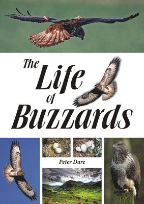 bokomslag Life of Buzzards