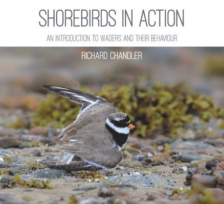 Richard Chandler - Shorebirds in Action, Häftad