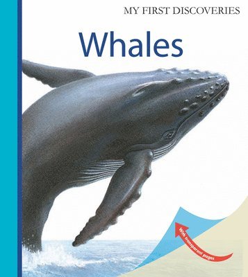 Whales 1