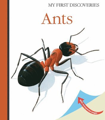 Ants 1