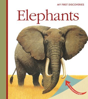 Elephants 1