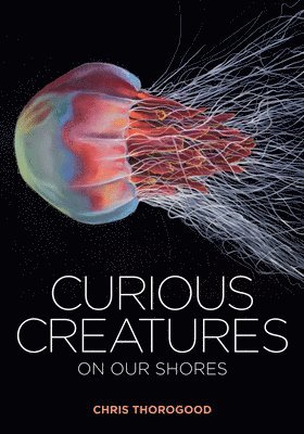 Curious Creatures on our Shores 1