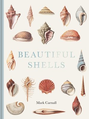 Beautiful Shells 1
