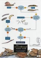 The woodland name trail