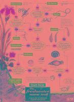 The Freshwater name trail