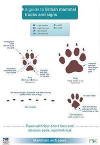 bokomslag A Guide to British Mammal Tracks and Signs