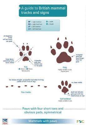 bokomslag A Guide to British Mammal Tracks and Signs