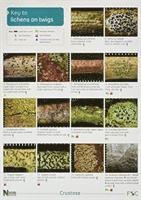 bokomslag Key to Lichens on Twigs