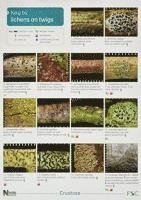 Key to Lichens on Twigs