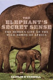 bokomslag The Elephant's Secret Sense