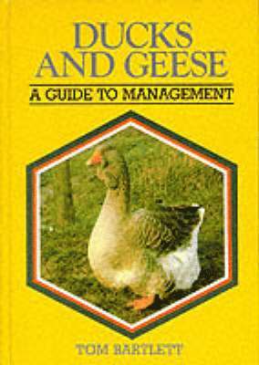 Ducks & Geese 1