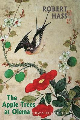 Robert Hass - Apple Trees at Olema, Häftad