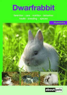 Dwarf Rabbit