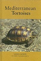Mediterranean Tortoises