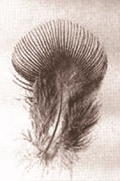 John Ruskin, Dinah Birch - Fors Clavigera, Inbunden