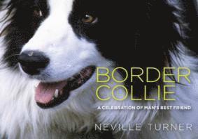 Border Collie 1