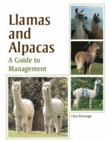 bokomslag Llamas and Alpacas