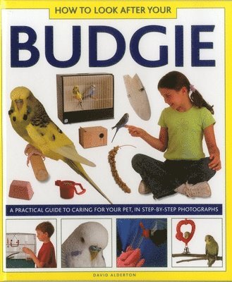 bokomslag How to Look After Your Budgie