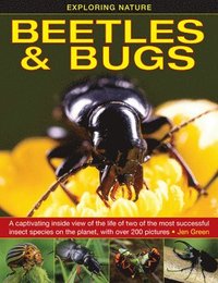 bokomslag Exploring Nature: Beetles & Bugs