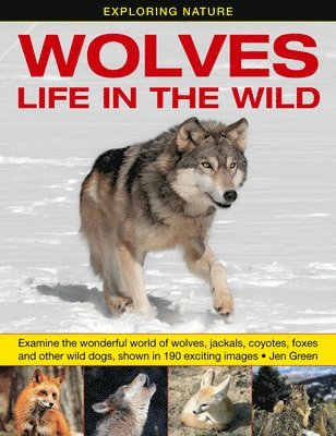 bokomslag Exploring Nature: Wolves - Life in the Wild