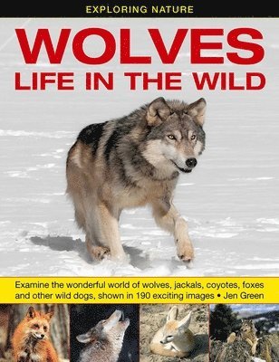 Exploring Nature: Wolves - Life in the Wild 1