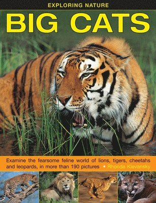 Rhonda Klevansky - Exploring Nature: Big Cats, Inbunden
