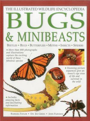 Illustrated Wildlife Encyclopedia: Bugs & Minibeasts 1