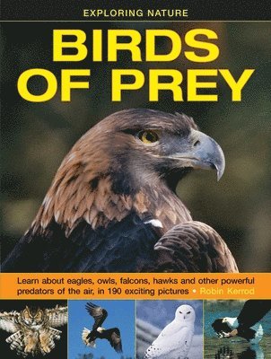 bokomslag Exploring Nature: Birds of Prey