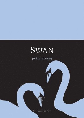 Swan 1