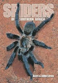 bokomslag Spiders of Southern Africa