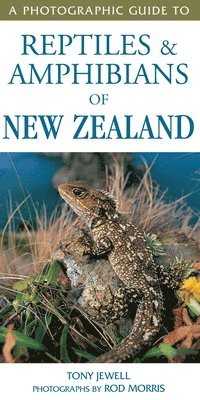 bokomslag Photographic Guide To Reptiles & Amphibians Of New Zealand