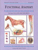 Functional Anatomy: Threshold Picture Guide #43 1