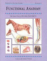 Functional Anatomy