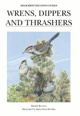 Wrens, Dippers and Thrashers 1