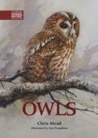 Owls 1