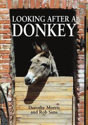 Looking After a Donkey 1