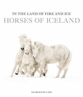 Horses Of Iceland 1